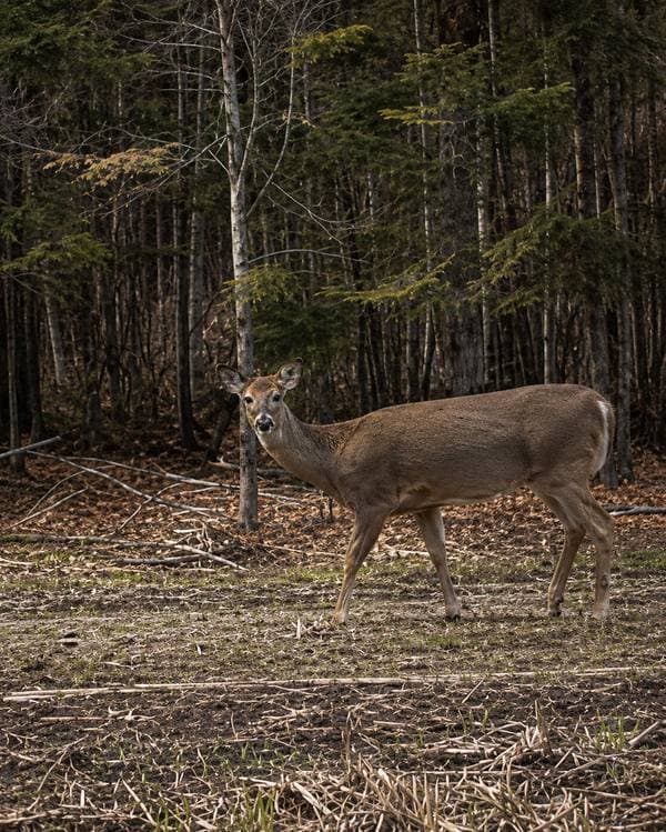733 1er Rang, Saint-Simon-de-Rimouski — photo 46