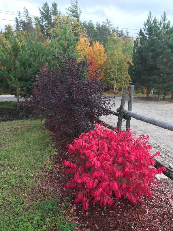 45 Ch. de la Pointe-aux-Cèdres, Kipawa — photo 81