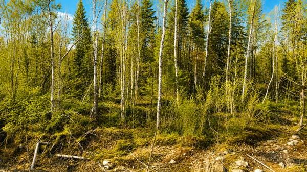 3 Ch. du Bord-du-Lac #29, Saint-Roch-de-Mékinac — photo 4