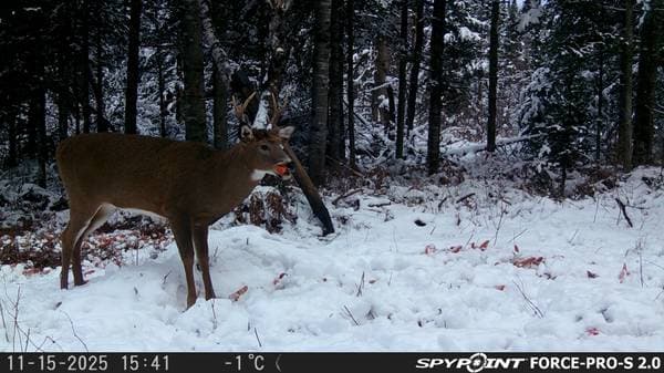 817 Route 255 N., Dudswell — photo 38