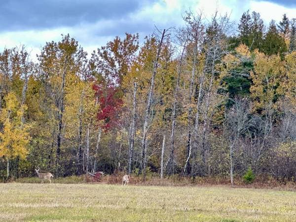 land — Route de la Rivière, Bonaventure