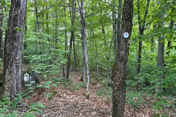 Rue de l'Horizon, Morin-Heights — photo 10