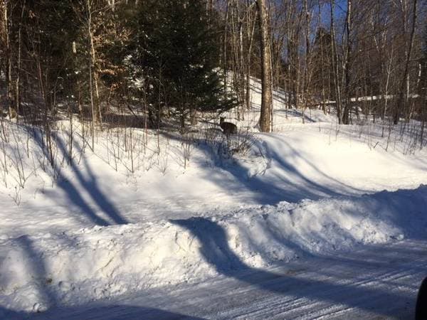 Ch. de la Pisciculture, Lac-des-Écorces — photo 5